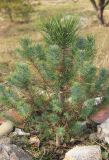 Pinus pinea. Молодое растение, частично с ювенильной хвоей. Краснодарский край, Черноморское побережье Кавказа, г. Новороссийск, Дендропарк. 31 января 2025 г.