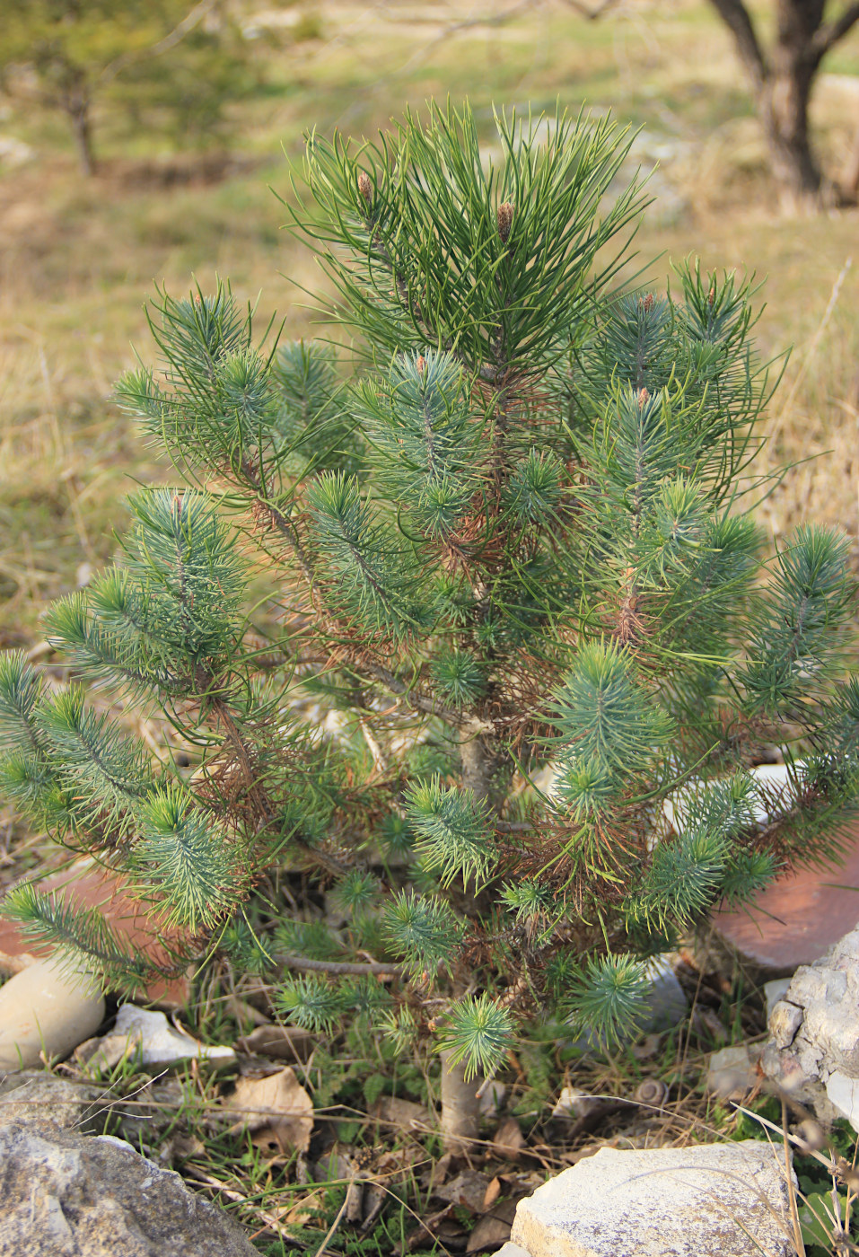 Image of Pinus pinea specimen.