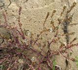 Corispermum marschallii. Плодоносящее растение на сыром пребрежном песке. Чувашия, г. Мариинский Посад 29.09.2007.