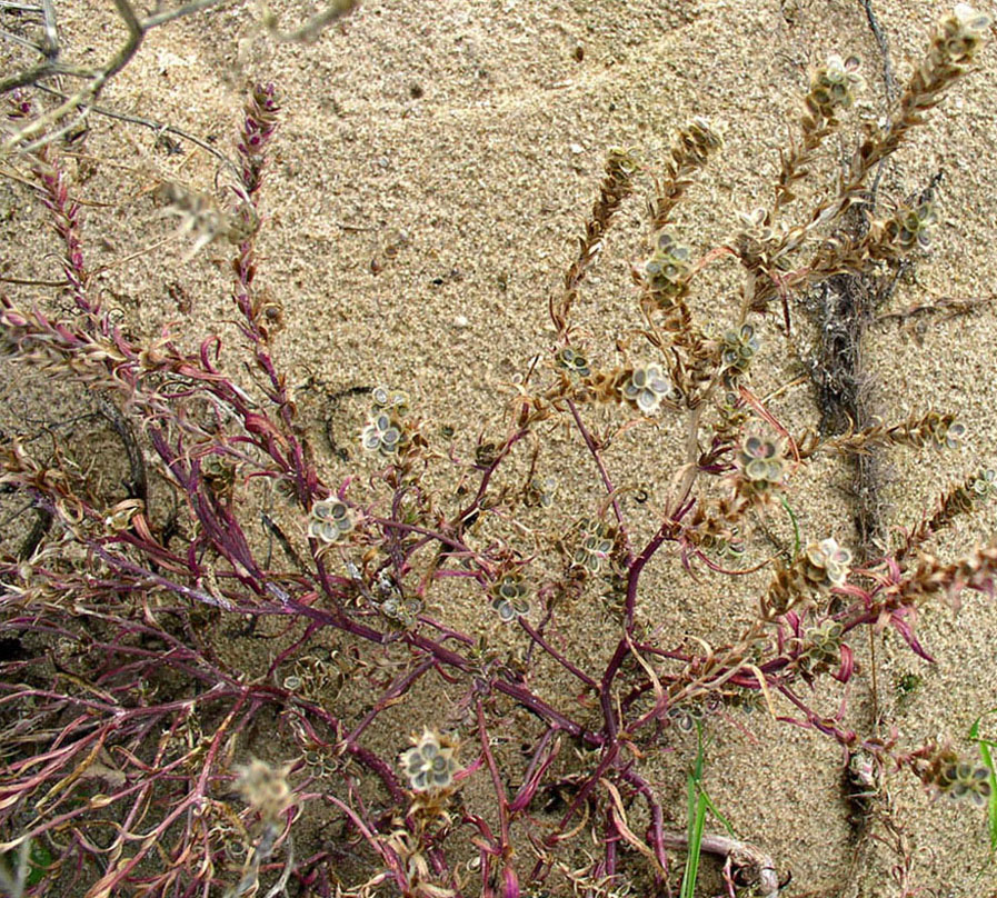 Image of Corispermum marschallii specimen.