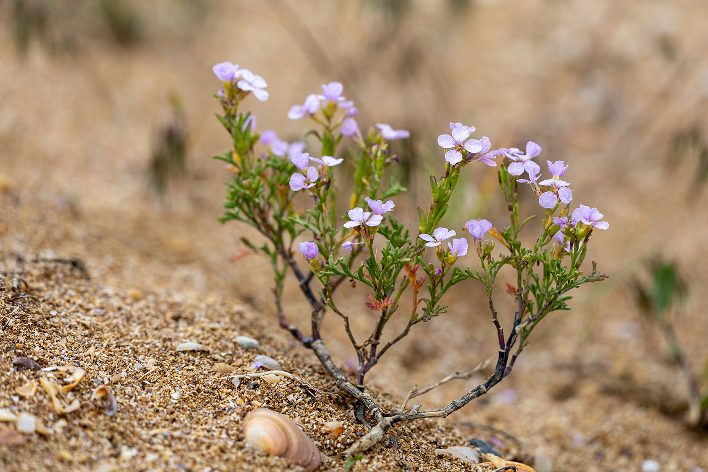 Image of Cakile euxina specimen.