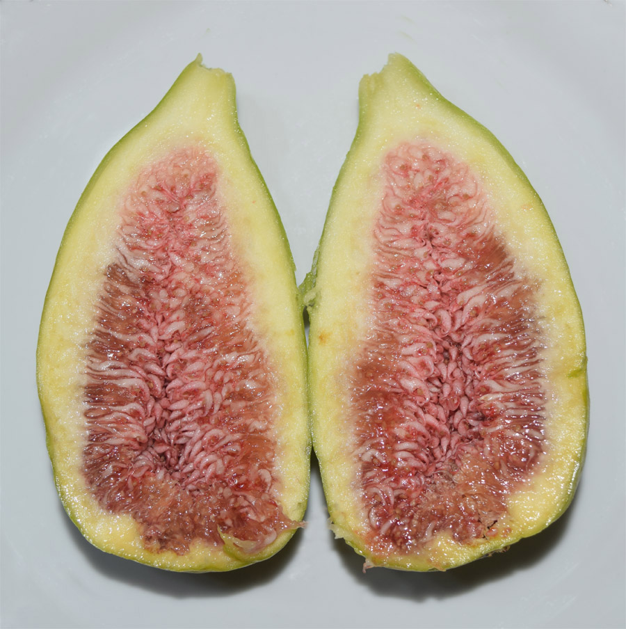 Image of Ficus carica specimen.