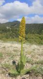 Orchis punctulata