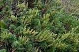 Artemisia subspecies glutinosa