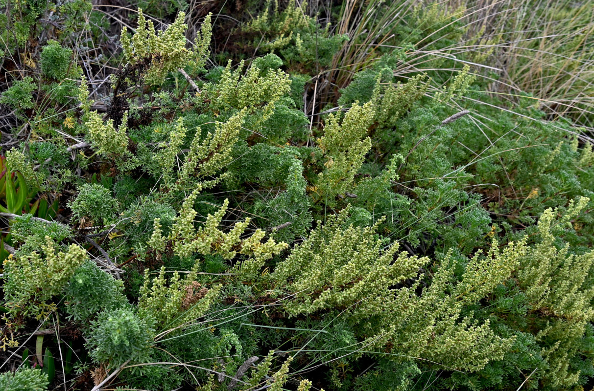 Image of Artemisia campestris ssp. glutinosa specimen.