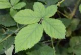 род Rubus