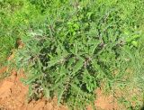 род Solanum