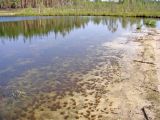 Juncus bulbosus. Растения погружённой формы на прибережном мелководье озера (при глубине до 2 м). Владимирская обл., Вязьниковский р-н, оз. Малая Гарава. 18.08.2006.