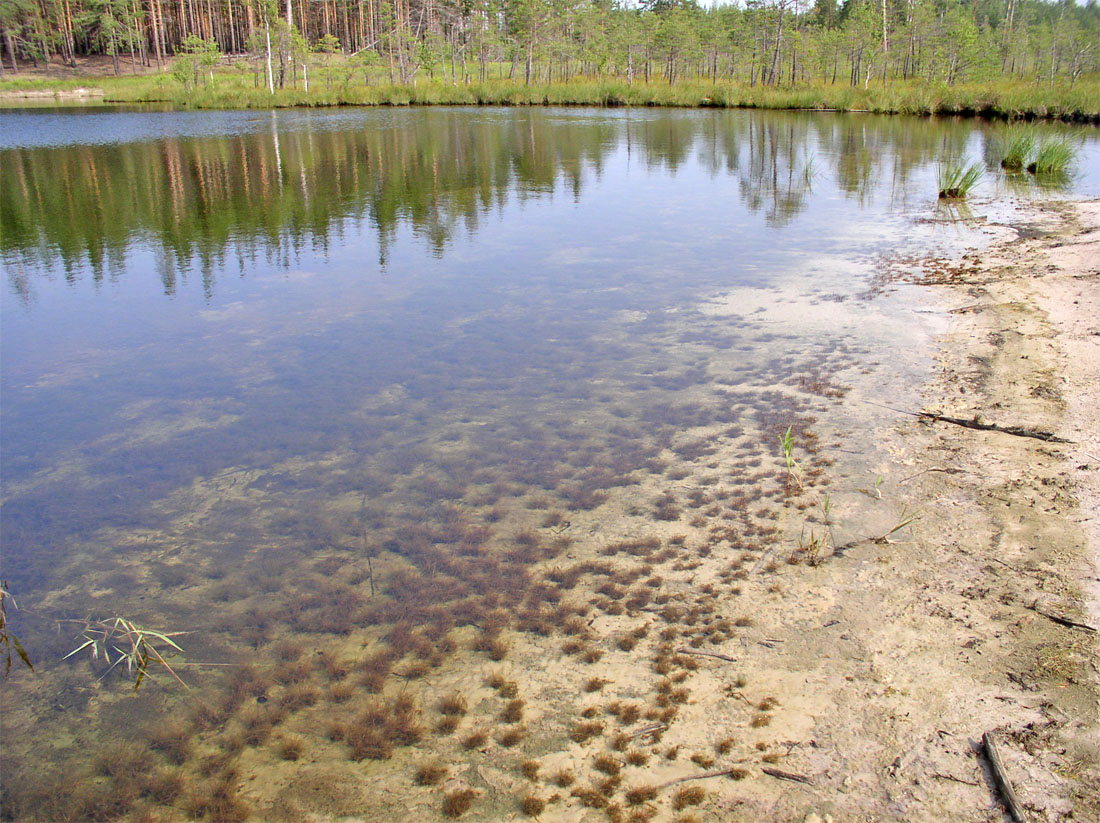Image of Juncus bulbosus specimen.