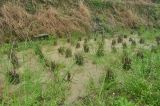 Oryza sativa. Стерня. Южный Китай, пров. Гуанси, округ Лонгшен, окр. хутора Дажай, на террасе в воде. 04.04.2015.