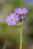 Primula algida. Соцветие. Карачаево-Черкесия, Карачаевский р-н, ущ. ручья Тырменлыкол, 2950 м н.у.м., каменистый альпийский луг. 08.08.2026.
