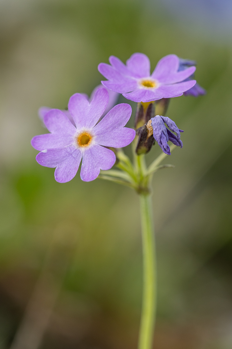 Image of Primula algida specimen.