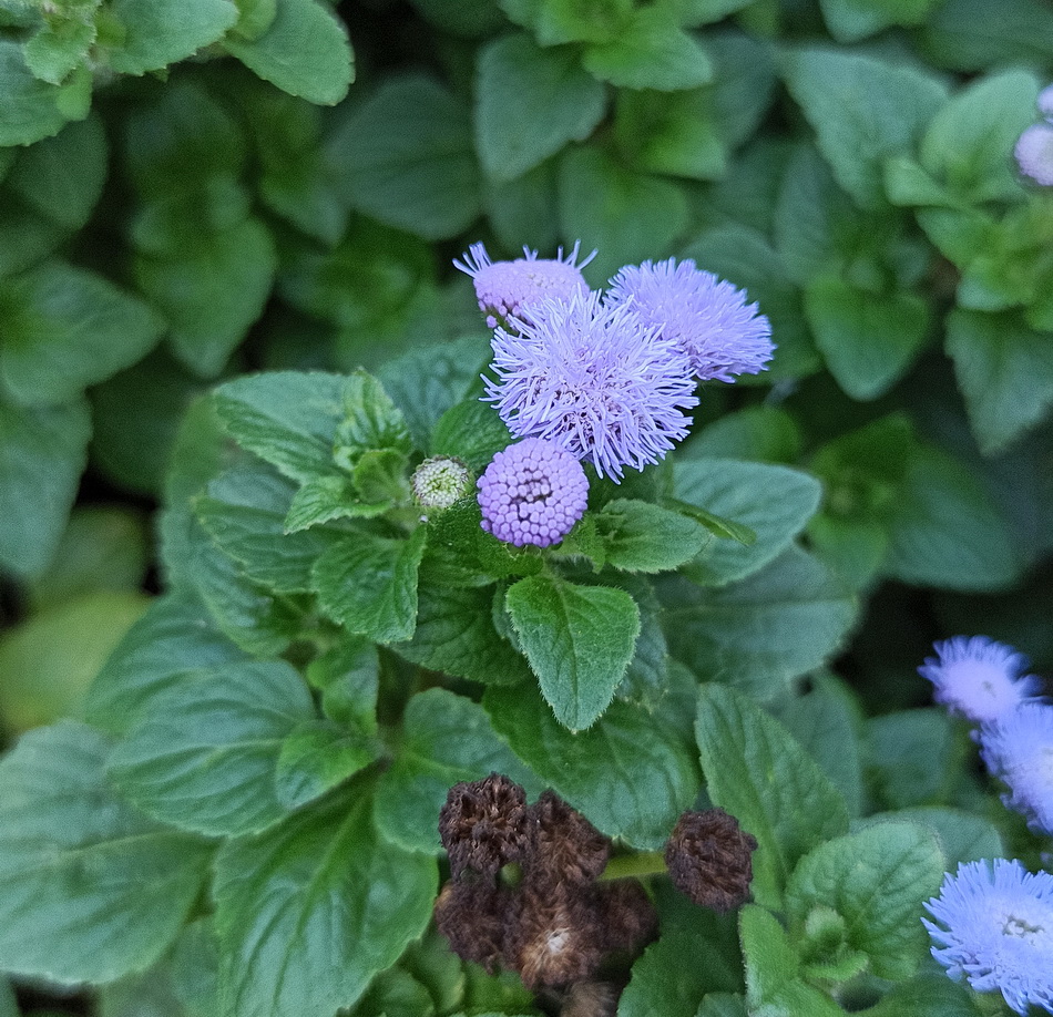 Image of Ageratum houstonianum specimen.