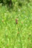 Plantago lanceolata. Верхушка цветущего растения. Турция, ил Артвин, р-н Юсуфели, 250 м ниже дер. Гюльпынар, выс. 1500 м н.у.м., луг среди зарослей. 13 июня 2026 г.