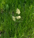 Dactylis glomerata