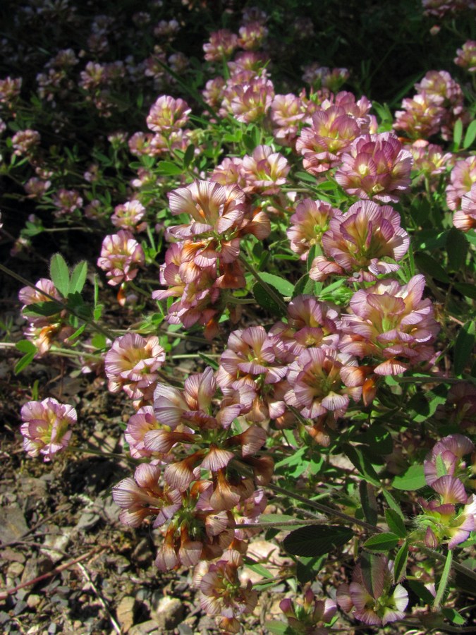 Image of Trifolium grandiflorum specimen.