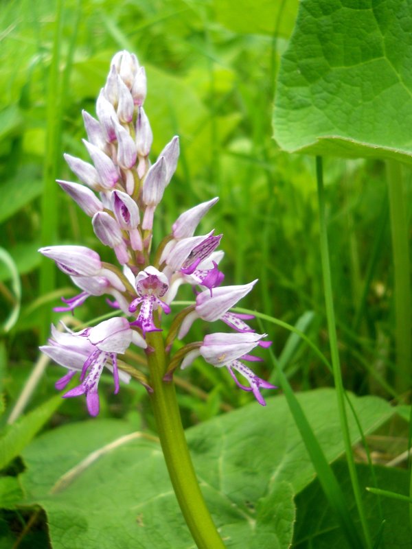 Изображение особи Orchis militaris.