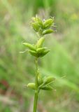 Carex loliacea