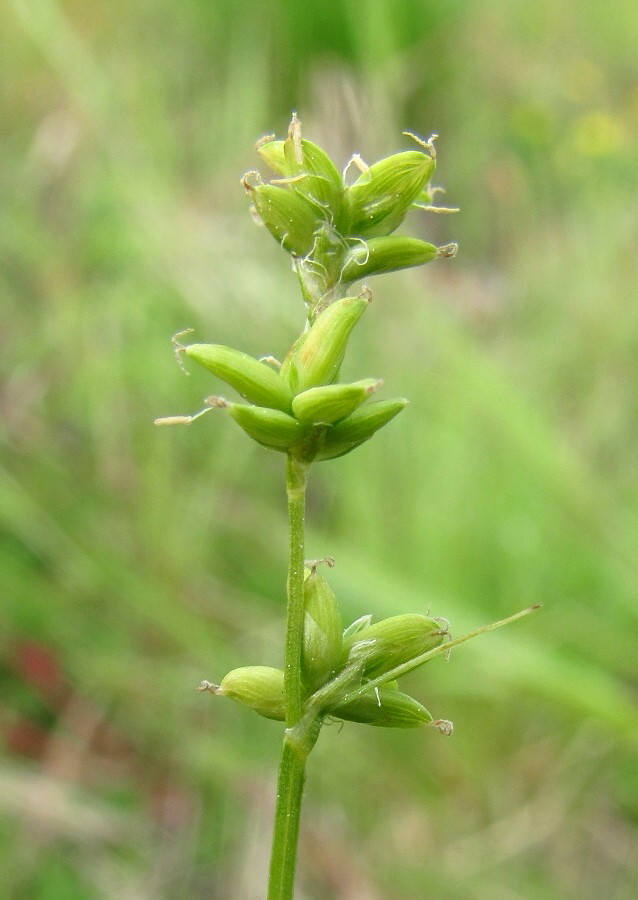 Изображение особи Carex loliacea.