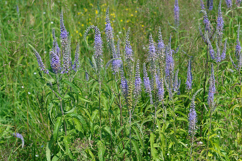 Изображение особи Veronica longifolia.