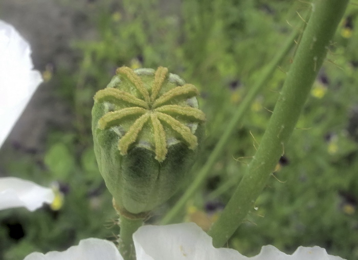 Изображение особи Papaver amurense.