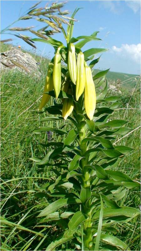Изображение особи Lilium armenum.