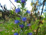 Echium vulgare