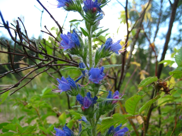 Изображение особи Echium vulgare.