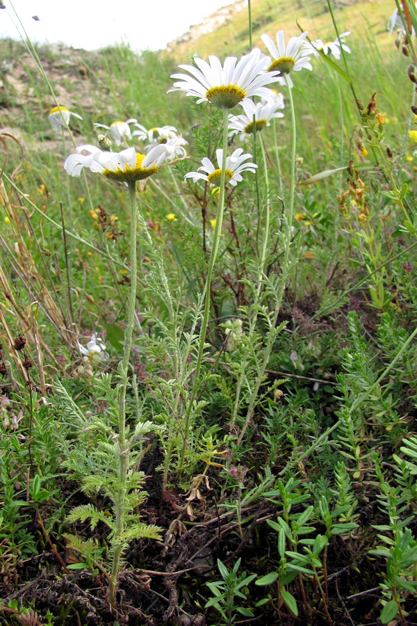 Изображение особи Anthemis jailensis.