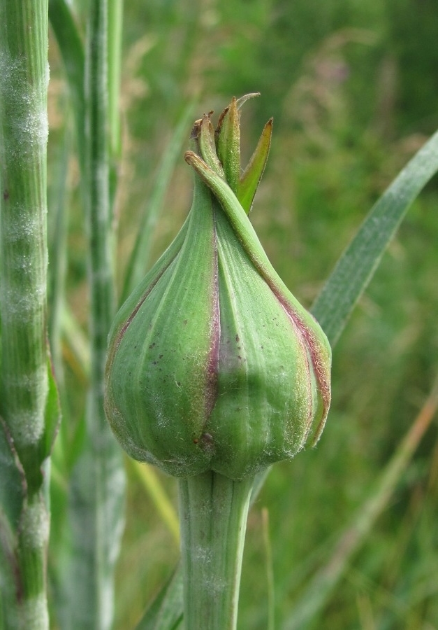 Изображение особи Tragopogon pratensis.