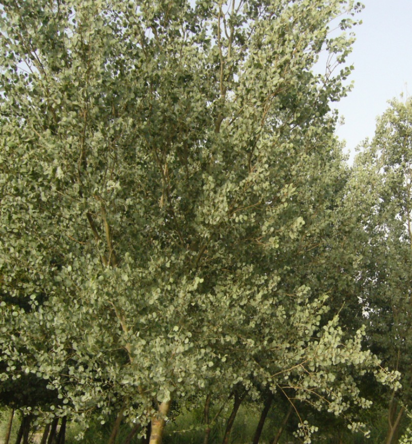 Изображение особи Populus pruinosa.