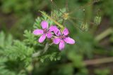 Erodium cicutarium