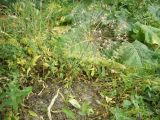 Allium cristophii. Плодоносящее растение. Копетдаг, Чули. Май 2011 г.