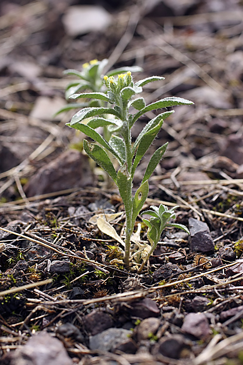 Изображение особи род Alyssum.