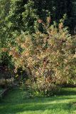 Euonymus europaeus. Плодоносящее растение. Московская обл., Раменский р-н, окр. дер. Хрипань, садовый участок. 14.09.2011.
