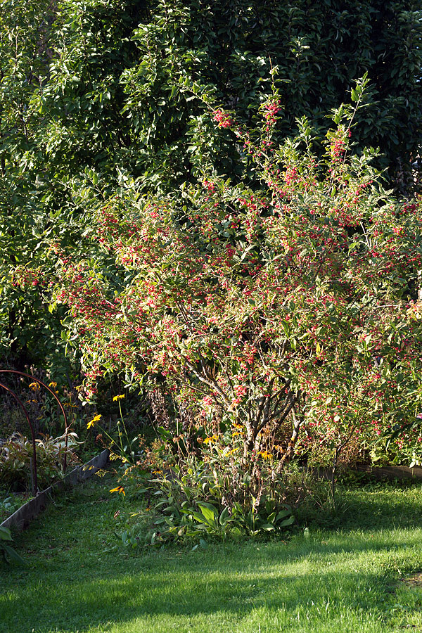 Image of Euonymus europaeus specimen.