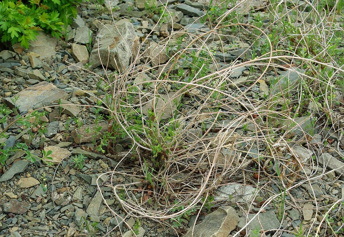 Image of Meristotropis triphylla specimen.