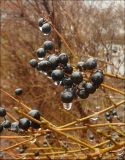 Ligustrum vulgare. Соплодия и побеги, лишённые листвы. Черноморское побережье Кавказа, г. Новороссийск, в культуре. 16 января 2010 г.