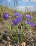 Pulsatilla patens