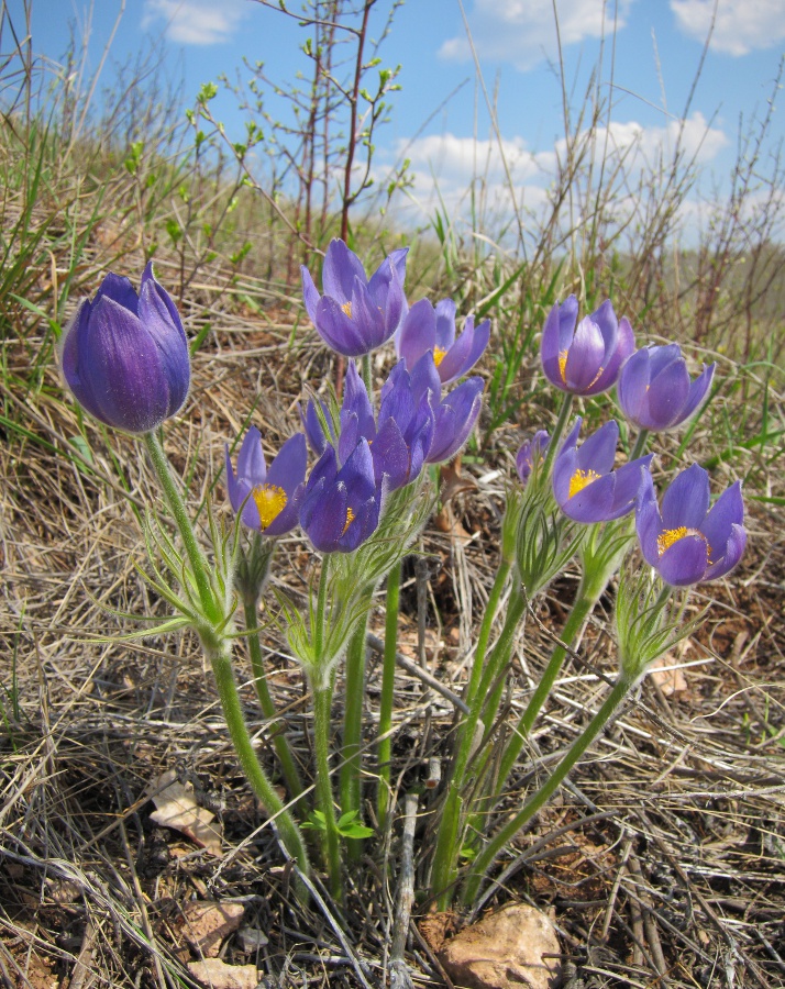 Изображение особи Pulsatilla patens.