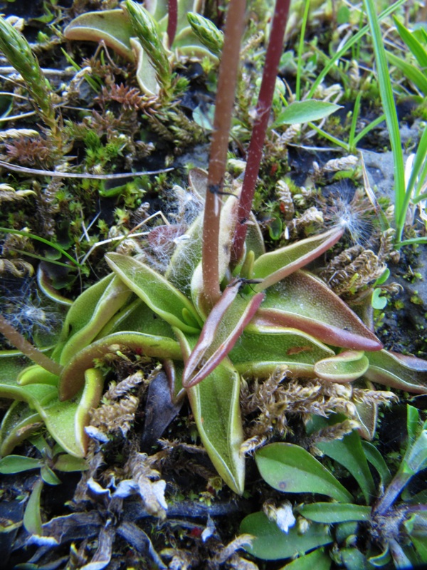 Image of Pinguicula alpina specimen.