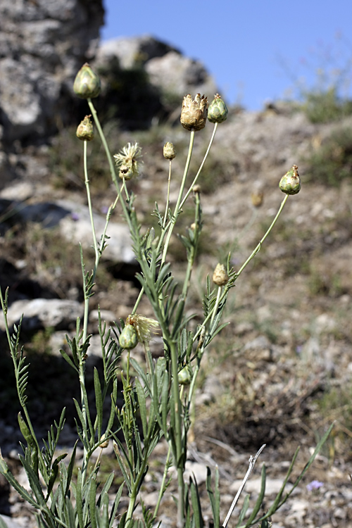 Изображение особи Rhaponticoides kultiassovii.