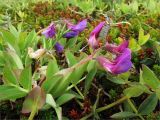 Lathyrus japonicus ssp. pubescens