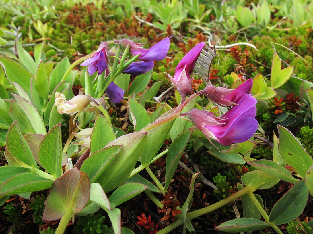 Image of Lathyrus japonicus ssp. pubescens specimen.