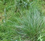 Carex echinata