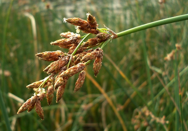 Изображение особи Schoenoplectus lacustris.