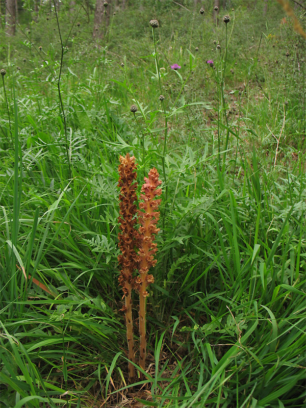 Изображение особи Orobanche elatior.