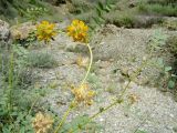 Astragalus schahrudensis