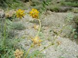 Astragalus schahrudensis. Побеги с соцветиями и соплодиями. Копетдаг, Чули. Конец мая 2011 г.