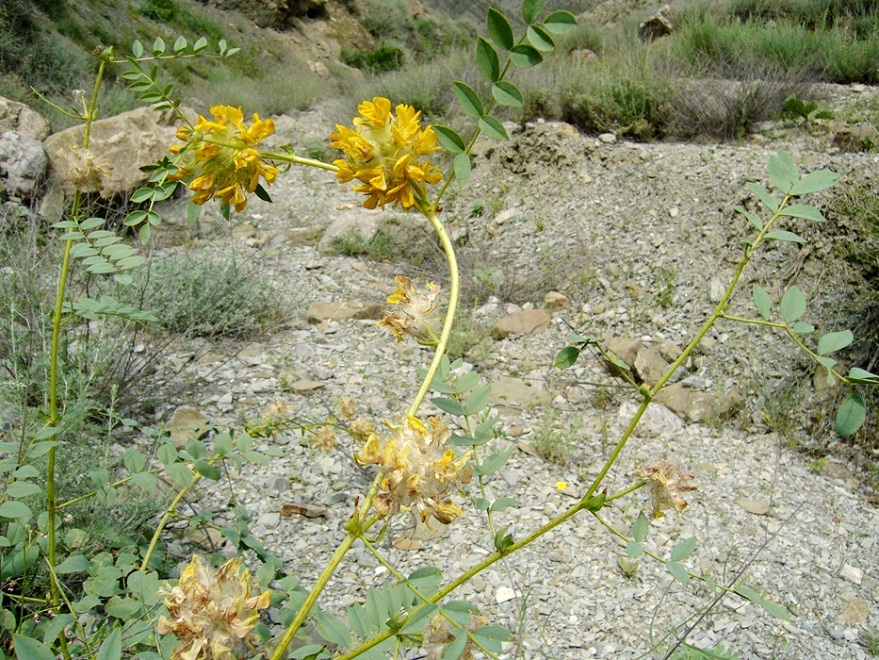 Изображение особи Astragalus schahrudensis.